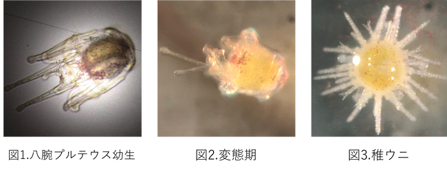 【アルヌール】海の恵みの微細藻類で、極上ウニ育成