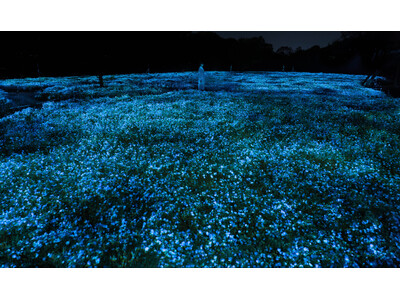 「チームラボ ボタニカルガーデン 大阪」で、一面のネモフィラが夜の植物園で光り輝く作品を公開。展示期間は...