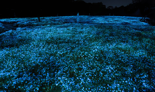 「チームラボ ボタニカルガーデン 大阪」で、一面のネモフィラが夜の植物園で光り輝く作品を今年も公開。展示期間は、4月10日(木)から5月18日(日)まで。