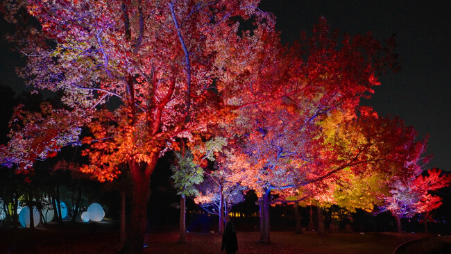 プレスリリース「「チームラボ ボタニカルガーデン 大阪」、紅葉が見頃を迎え秋の景色に。《呼応する木々 - フウ》は紅葉に合わせた色で光輝き、《ラクウショウ並木》の木々は秋の色に。」のイメージ画像