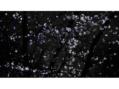 桜の新作を初公開、「チームラボ ボタニカルガーデン 大阪」。桜が春の夜に結晶が浮かび上がるように輝く作品...