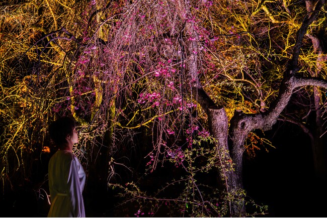 プレスリリース「しだれ桜の開花期間、桜に合わせた色で輝く《呼応する木々 - しだれ桜》を『チームラボ ボタニカルガーデン 大阪』で4月4日(土)から公開」のイメージ画像