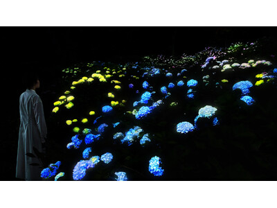 夜の植物園でアジサイが光り輝く作品《紫陽花の結晶》を初公開。『チームラボ ボタニカルガーデン 大阪』にて、6月10日(水)から