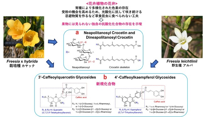 鑑賞花として人気のフリージアの花に優れた抗酸化活性を有する新規物質が含まれていることを発見