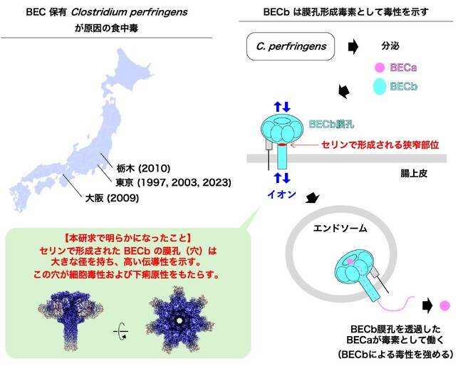 食中毒の原因毒素BECb (CPILEb) はなぜ毒素となりえるのか　その理由を解明
