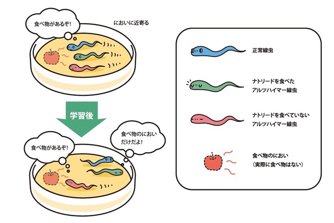 アルツハイマー病モデル生物の学習機能の低下を防ぐ成果を論文発表！