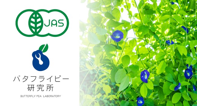 沖縄県産バタフライピーの有機JAS認証を取得しました。