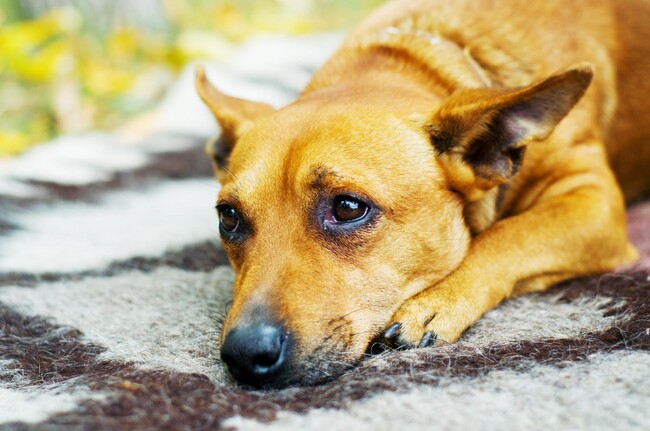 「愛犬のため息」53.00％の飼い主が経験、内約3割が体調を心配｜愛犬がため息をつくシチュエーションも調査【コノコトトモニ】