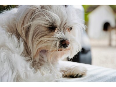 �����̗܂₯���u�C�ɂ���v�������72.50%|�΍�o��74.48%�A65.52%���t�[�h�I�тŗ܂₯���d���y�R�m�R�g�g���j�z