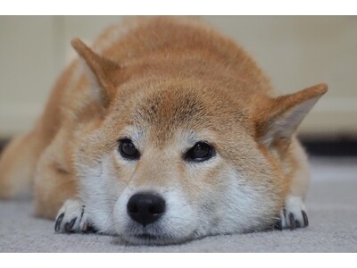 愛犬の換毛期、抜け毛を気にする飼い主は81.00％｜困りごとは「掃除」が最多、対策は「毎日のブラッシング」80.86％【コノコトトモニ】