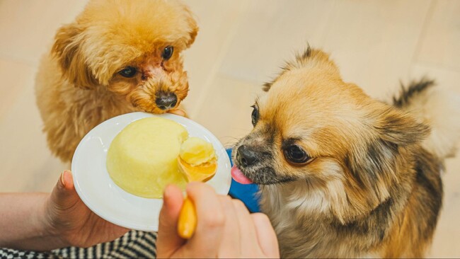 愛犬の手作りおやつ、経験者は33.00％｜理由1位「誕生日・記念日」46.97％、悩み1位「食材選び」62.12％【飼い主200人調査／コノコトトモニ】