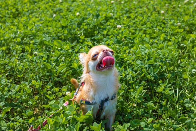 愛犬の熱中症、約4人に1人が経験｜初期症状は「異常に速い呼吸」62.75％、発生場所は「日中の散歩」が最多【コノコトトモニ】