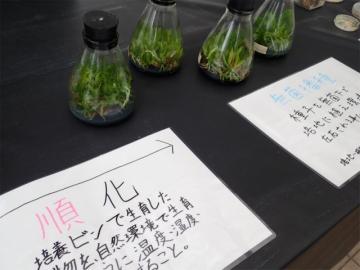 手柄山温室植物園で「県農生のカトレア原種展」を開催します