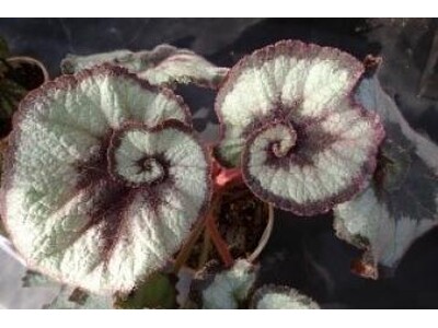 手柄山温室植物園で「秋のベゴニア展」を開催します。