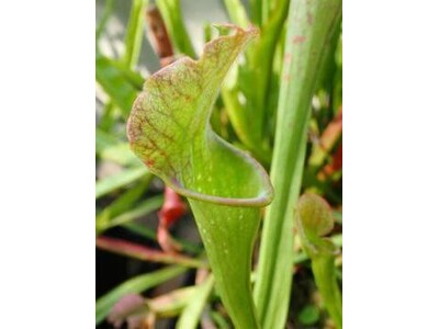 手柄山温室植物園で「食虫植物展」を開催します。