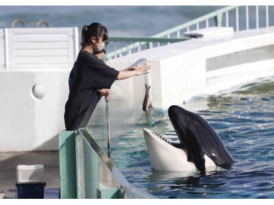 【鴨川シーワールド】給餌体験などのプログラムを通して動物たちを間近に観察しよう「満喫体験」＆「満喫宿泊プ...