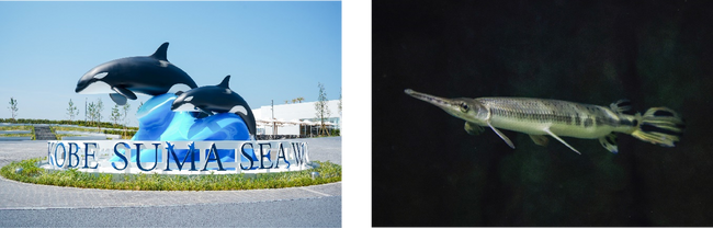 【神戸須磨シーワールド】神戸市在住で65歳以上の方を対象とした「敬老の日 感謝WEEK」を実施