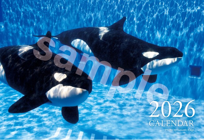【神戸須磨シーワールド】「2026年オリジナルカレンダー」の販売が決定　水中写真家・鍵井靖章氏の撮影によるシャチをはじめ生きものの魅力溢れる姿を収録