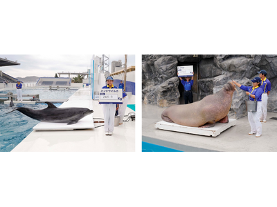 【鴨川シーワールド】『海の生き物 公開体重測定』結果報告