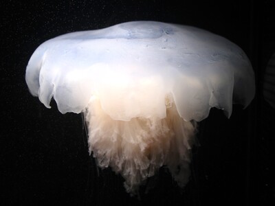 【神戸須磨シーワールド】まるで幽霊のような白いクラゲ　水族館で育てた「ユウレイクラゲ」を当館初展示202...