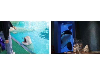 【鴨川シーワールド】夜の水族館で「Learning：学習」×「Vacation：休暇」！ 体験とゆったり時間を堪能する「大人の学習休暇(Learcation：ラーケーション)プラン」開催