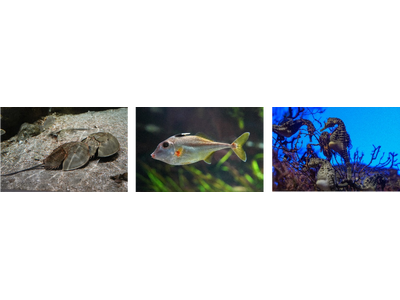 �y�_�ː{���V�[���[���h�z�Ί炪�g�E�}�h��� �V�t�X�}�V�[2026