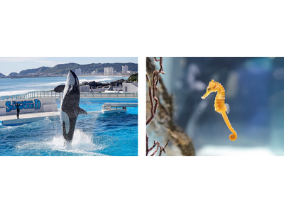 【鴨川シーワールド】ホリデーシーズン後半も海の動物と！ 年末年始も鴨川シーワールドへ！イベント多数開催！！