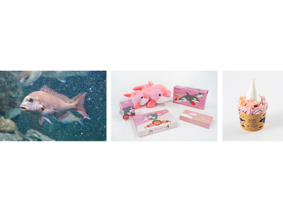 【神戸須磨シーワールド】グループでお得に春のスマシーを楽しもう「サクラサク新生活。スマシーよせてキャンペーン」