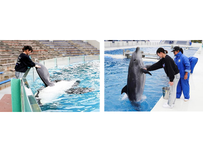 【鴨川シーワールド】シャチやイルカとの握手体験など5つのプログラムを1日で満喫 2026年5月『満喫体験...