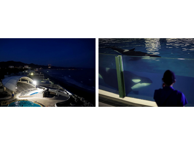 【鴨川シーワールド】夏は日中の暑さを回避して閉館後の水族館をめいっぱい楽しもう！「水族館探検プラン」＆「ナイトアドベンチャー」を開催