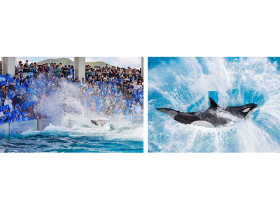 【鴨川シーワールド】シャチの豪快な水しぶきで残暑を吹き飛ばそう!9月の猛暑予測を受け大人気のずぶ濡れフェ...