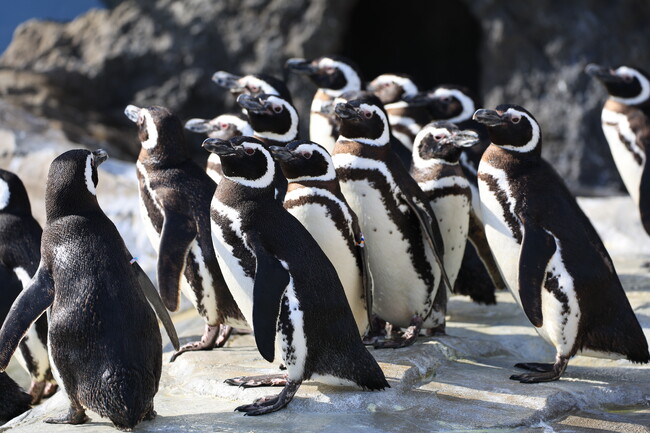 【神戸須磨シーワールド】サメやイルカ、ペンギンなど水族館の生きものについて楽しく学べる！平日限定プログラム「生きものトークライブ」2026年9月16日（水）より開始