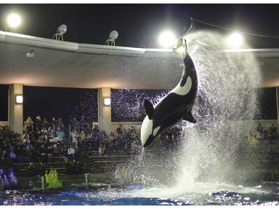 【鴨川シーワールド】『Special(スペシャル) Night(ナイト) with(ウィズ) Orca(オルカ)』開催決定！