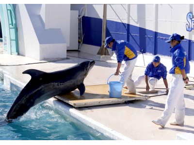 鴨川シーワールド 計量の日 にちなんで動物ごとに異なるユニークな体重測定を披露 海の動物 公開体重測定 17年11月3日 金 祝 開催 企業リリース 日刊工業新聞 電子版