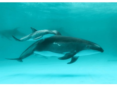 鴨川シーワールド　ロッキーワールド「イルカの海」 カマイルカの赤ちゃん誕生