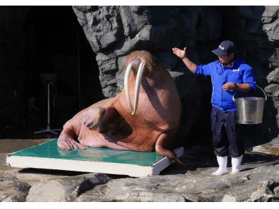 11月1日は「計量記念日」！鴨川シーワールドにて特別イベントを開催「海の動物 公開体重測定」