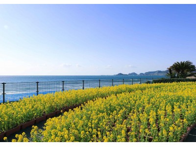 来春の鴨川シーワールドを飾る花々を地元こども園と協力して準備！園児たちの自然体験「菜の花の種まき」