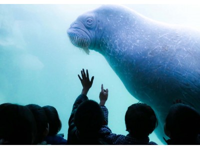 海の動物たちとのふれあいを通じて思い出にのこる体験学習を！小学生限定 第5回「ウィンタースクール」開校