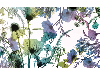  花のレントゲン写真で作るフラワーパターンのデザインブランド「memorif.」発表のお知らせ
