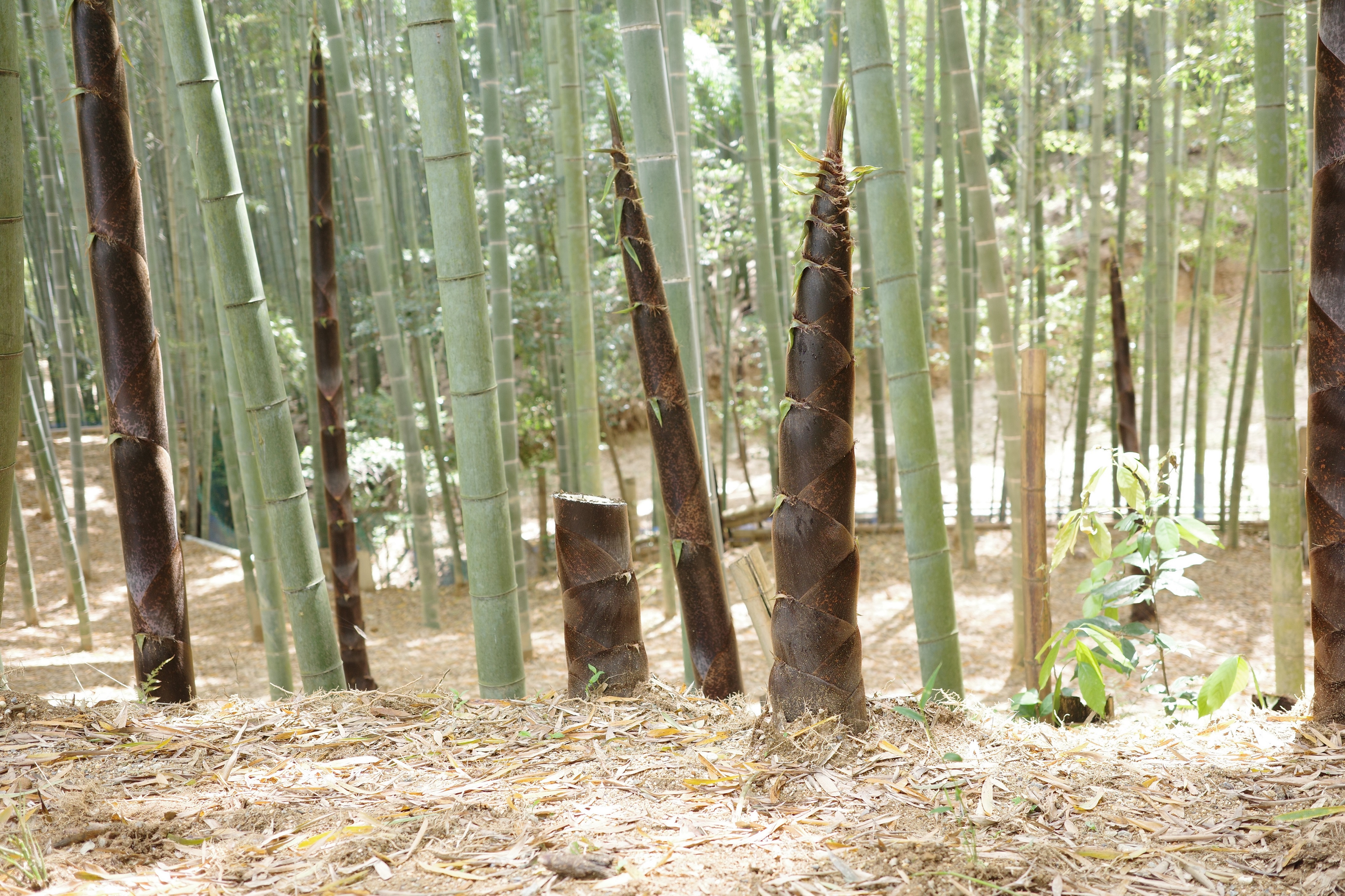 『ラーメンを通じて社会貢献』京都のラーメン屋〈キラメキノトリ〉が社会問題となっている放置竹林を解決するために京都産メンマづくりにチャレンジする