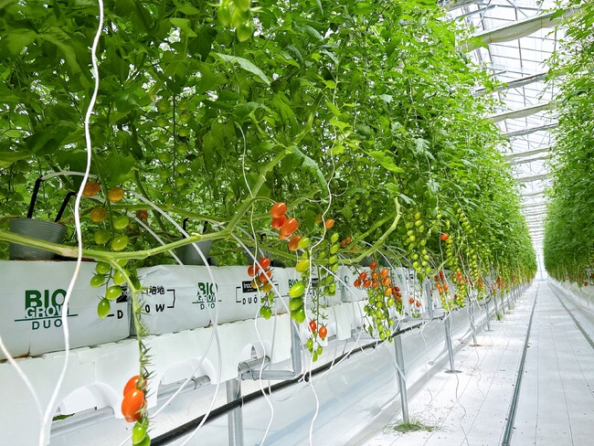 原油や天然ガスで製造した化学肥料を窒素源として使わない、加須市産プラムトマトが「プロバイオポニックスＪＡＳ」を取得