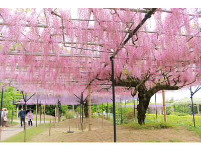 【今が見頃・三重県・藤】約80本・13品種を植栽した「藤のガーデン」エリアを公開中。早咲き・中咲き品種は今が見頃。富士山麓から移植した22本の藤の大木や“黄金葉”の長藤もあり！