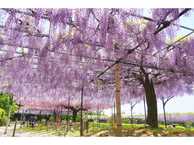 【三重県・藤】富士山麓から移植した22本の藤の大木が開花シーズンに。約80本・13品種を植栽した「藤のガ...