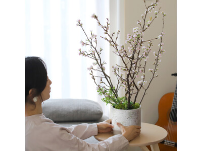 自宅で楽しめる「桜のお花見キット」をオンライン販売
