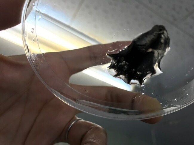 【和歌山高専】世界初！コウモリダコの巨大ゲノムの解読に成功　～深海生物のゲノム多様性について新たな知見～