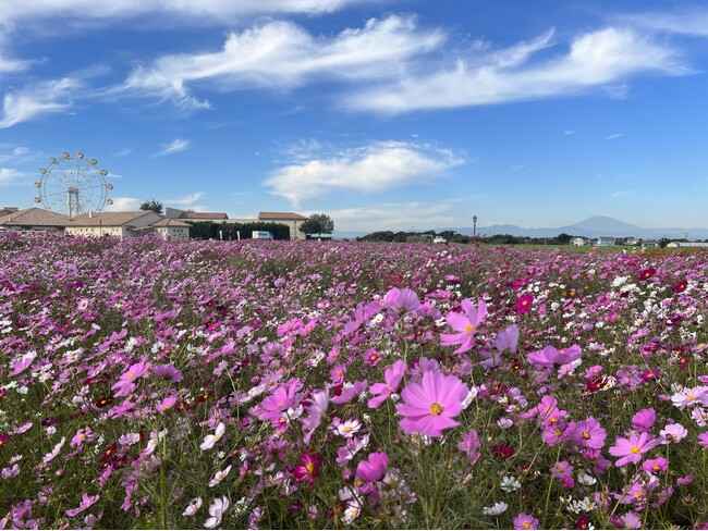 【横須賀・ソレイユの丘】秋の絶景！富士山を望む25万本のコスモスが今週末に見頃へ。 ペットと楽しめるハロウィンイベントも同時開催。