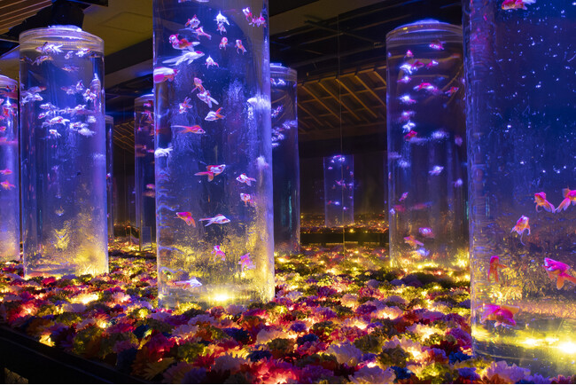 プレスリリース「日比谷花壇とアートアクアリウム美術館 GINZAが初コラボレーション。「花手水」を想わせる幻想的な花空間で金魚が華やかに舞う。」のイメージ画像