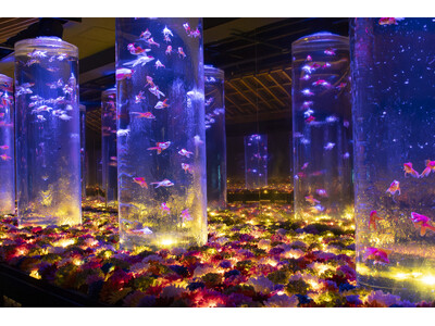 日比谷花壇とアートアクアリウム美術館 GINZAが初コラボレーション。「花手水」を想わせる幻想的な花空間で金魚が華やかに舞う。