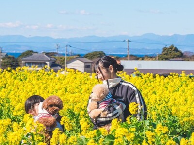 【横須賀・ソレイユの丘】愛犬と贅沢な「冬チル」体験！黄金色の菜の花畑の絶景と焚火で心も体も温まる、横須賀...