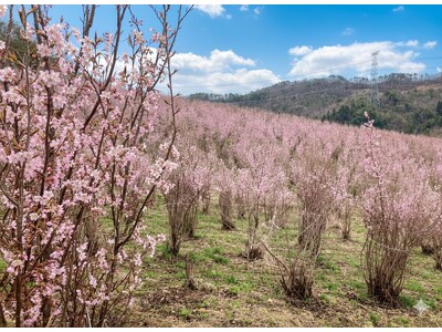満足度96％！日比谷花壇と山形県西川町が贈る、日本一の啓翁桜を“五感”で巡る第3回アグリツアー開催。店舗・オンライン・旅で地域のファンを創出